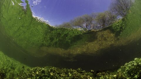 River Itchen, with aquatic plants reflected in the surface. England: Hampshire, Ovington, May