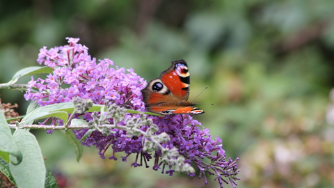 A  deep-red butterfly with black spots and blue 'eyespots' on both the forewings and hindwings. Its underside is dark brown, making the wings look like dead leaves. It is sitting with is wings 3/4 of the way open on a purple flower spike of a Buddleia plant.