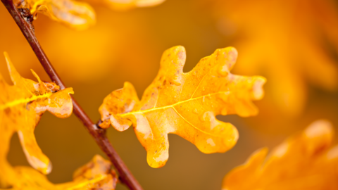 Autumn oak leaves