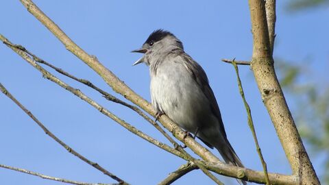 Blackcap singing, credit Robert Phillips
