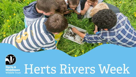 Children gathered around looking into a white plastic tray of invertebrates from a river