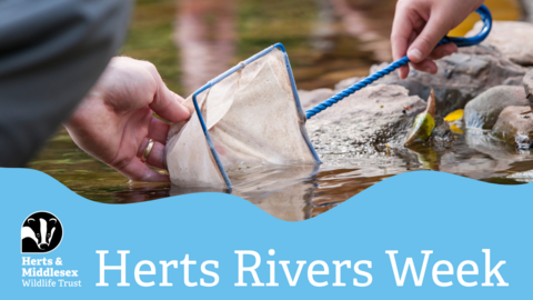 A photo of people using a net in a river with a blue wavy box overlaid at the bottom which has the Herts and Middlesex Wildlife Trust logo in the bottom left corner and the text "Herts Rivers Week"