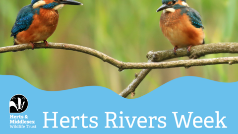 A photo of two Kingfishers sitting on a branch with a blue wavy box overlaid at the bottom which has the Herts and Middlesex Wildlife Trust logo in the bottom left corner and the text "Herts Rivers Week"