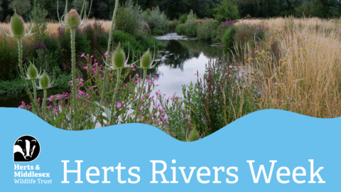 A photo of a river bordered by river banks growing with wildlfowers with a blue wavy box overlaid at the bottom which has the Herts and Middlesex Wildlife Trust logo in the bottom left corner and the text "Herts Rivers Week"
