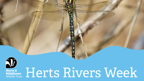 A photo of a dragonfly with a blue wavy box overlaid at the bottom which has the Herts and Middlesex Wildlife Trust logo in the bottom left corner and the text "Herts Rivers Week"