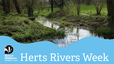 A photo of a river with a blue wavy box overlaid at the bottom which has the Herts and Middlesex Wildlife Trust logo in the bottom left corner and the text "Herts Rivers Week"