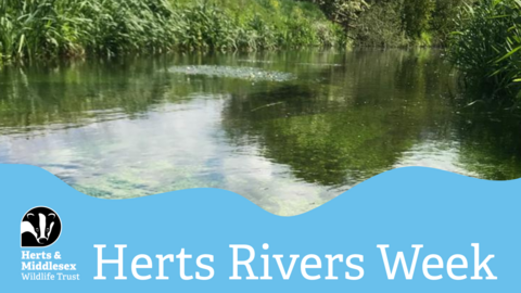 A photo of a river with a blue wavy box overlaid at the bottom which has the Herts and Middlesex Wildlife Trust logo in the bottom left corner and the text "Herts Rivers Week"