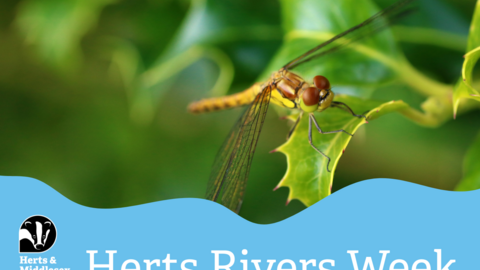 A photo of a dragonfly with a blue wavy box overlaid at the bottom which has the Herts and Middlesex Wildlife Trust logo in the bottom left corner and the text "Herts Rivers Week"