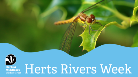 A photo of a dragonfly with a blue wavy box overlaid at the bottom which has the Herts and Middlesex Wildlife Trust logo in the bottom left corner and the text "Herts Rivers Week"
