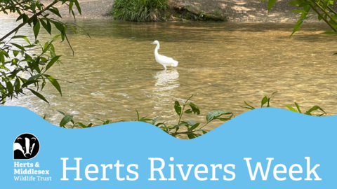 Little Egret on River Gade 
