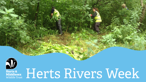 Volunteers pulling out invasive Himalayan Balsam plants