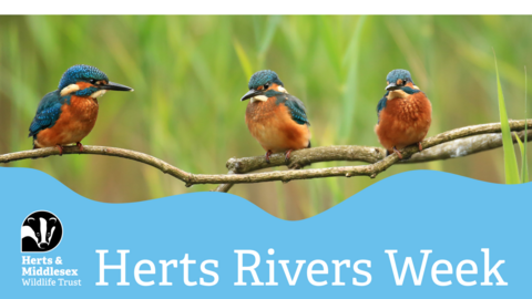 A photo of two Kingfishers sitting on a branch with a blue wavy box overlaid at the bottom which has the Herts and Middlesex Wildlife Trust logo in the bottom left corner and the text "Herts Rivers Week"