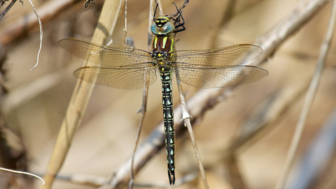 Blue and black dragonfly