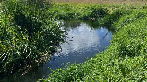 A view of a bend in the river Lea with lush green vegetation growing from its banks