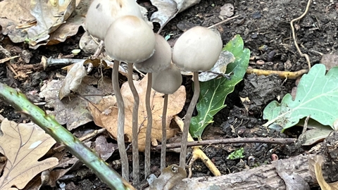 A collection of white/brown fungi on a woodland floor