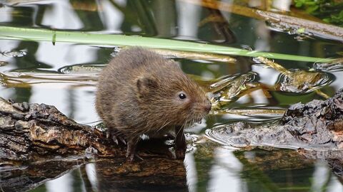 Water Vole at Thorley