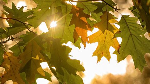 Autumn Leaves