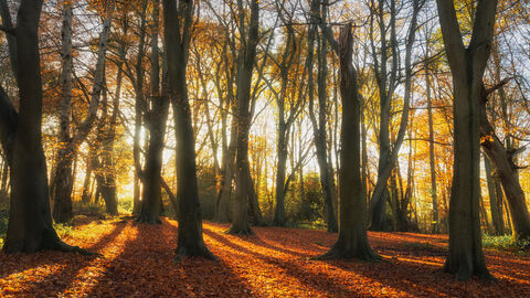 Autumn Woodland