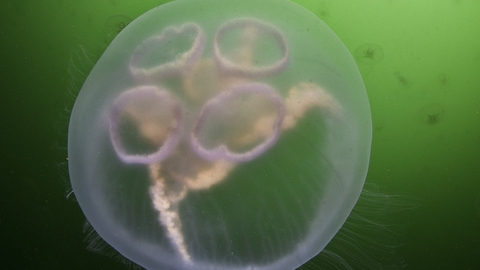 Moon jellyfish | Herts and Middlesex Wildlife Trust