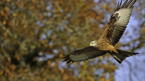 Red kite