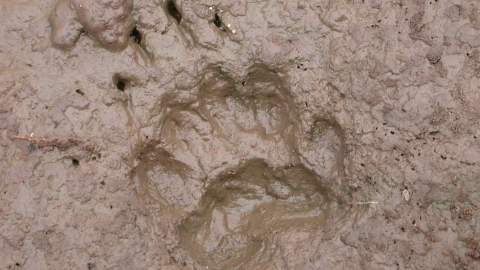 Badger footprint
