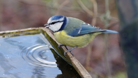 Blue Tit drinking bird bath