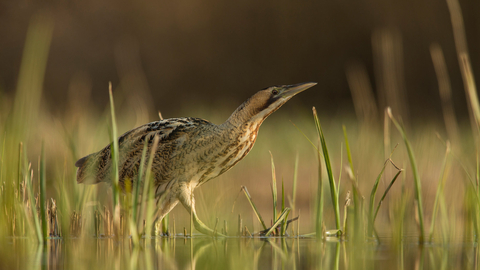Bittern