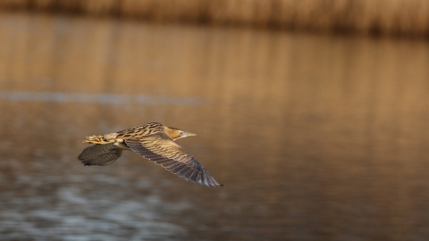 Bittern