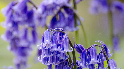 Bluebells