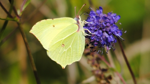 Brimstone butterfly