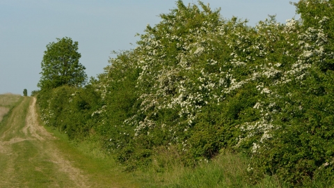 Hawthorn hedge