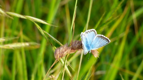 Chalkhill blue butterfly
