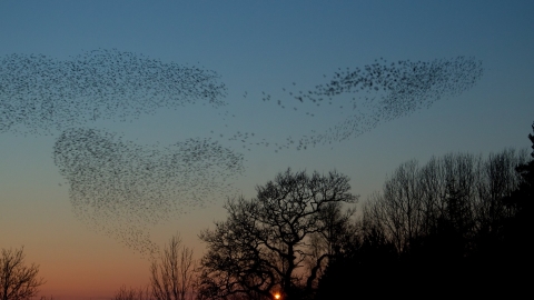 Starling Murmuration