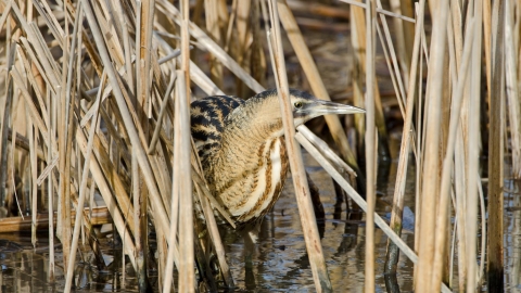 Bittern