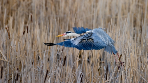 Grey heron