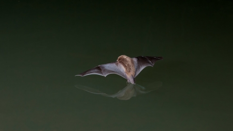 Daubenton's bat