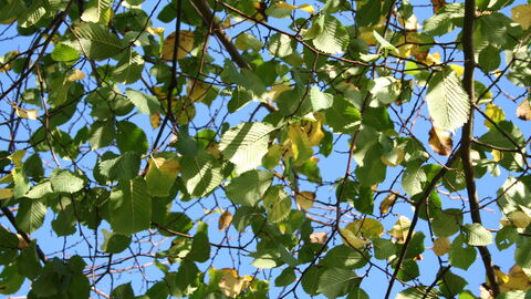Elm