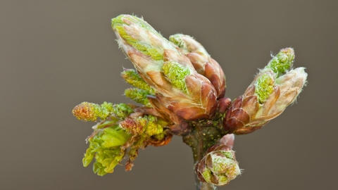 Oak bud