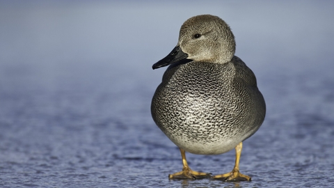 gadwall