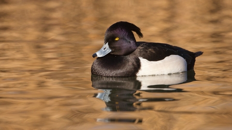 Tufted duck (Aythya fuligula)