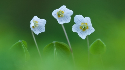 Wood sorrel