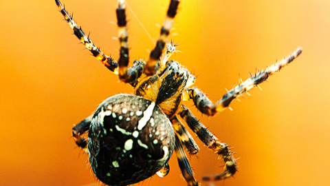 Garden orb spider