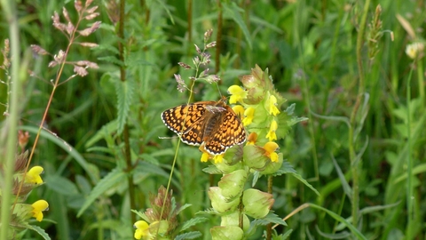 Glanville fritillary