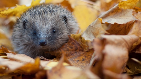 Hedgehog in autumn leaves