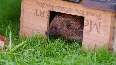 Hedgehog in feeding box