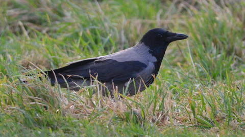 Hooded crow