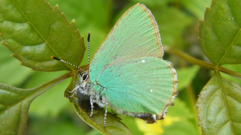 Green Hairstreak
