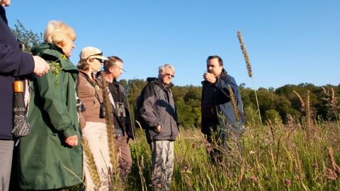 Wildflower walk