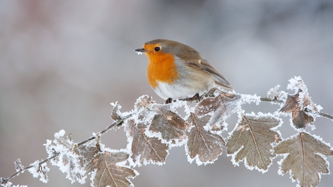 Robin on frosty branch
