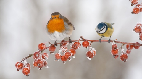 Robin and bluetit in the snow